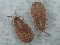 HETEROPTERA: CHIAVI DICOTOMICHE